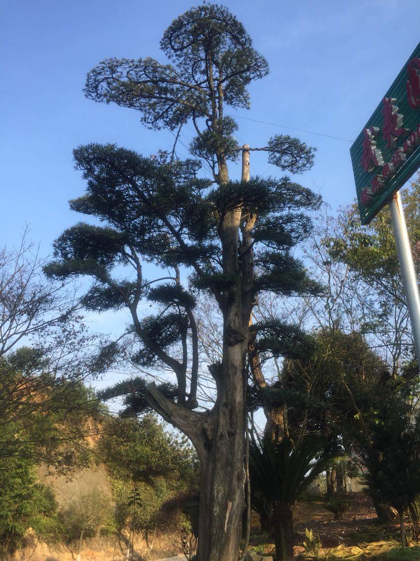 罗汉松图片