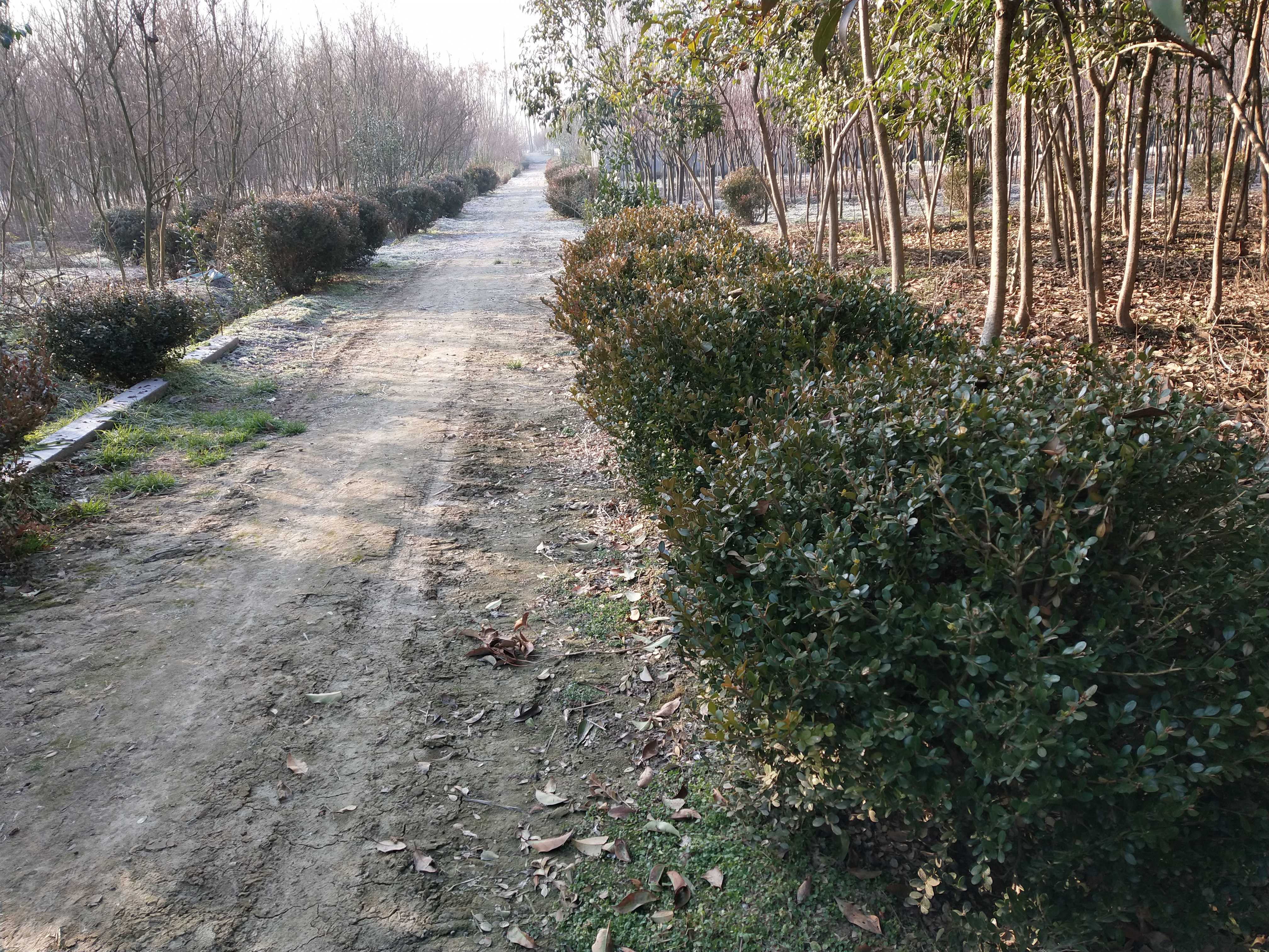 江苏沭阳胡集镇禾润苗木