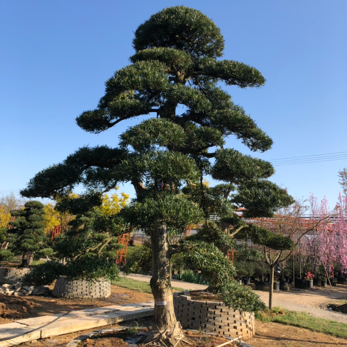 扬州江都丁伙镇恒润苗圃图片