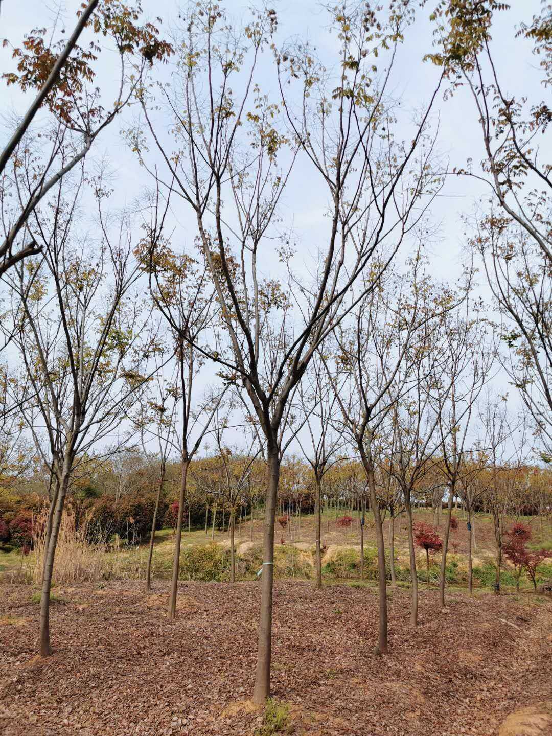 黄山栾树图片