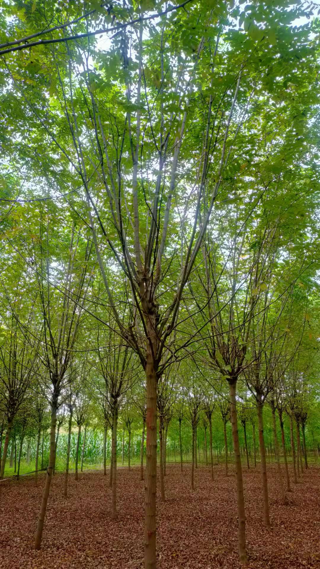 香花槐图片