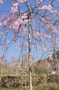 垂枝樱花图片