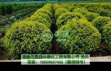 福建佰晟园林绿化工程有限公司图片