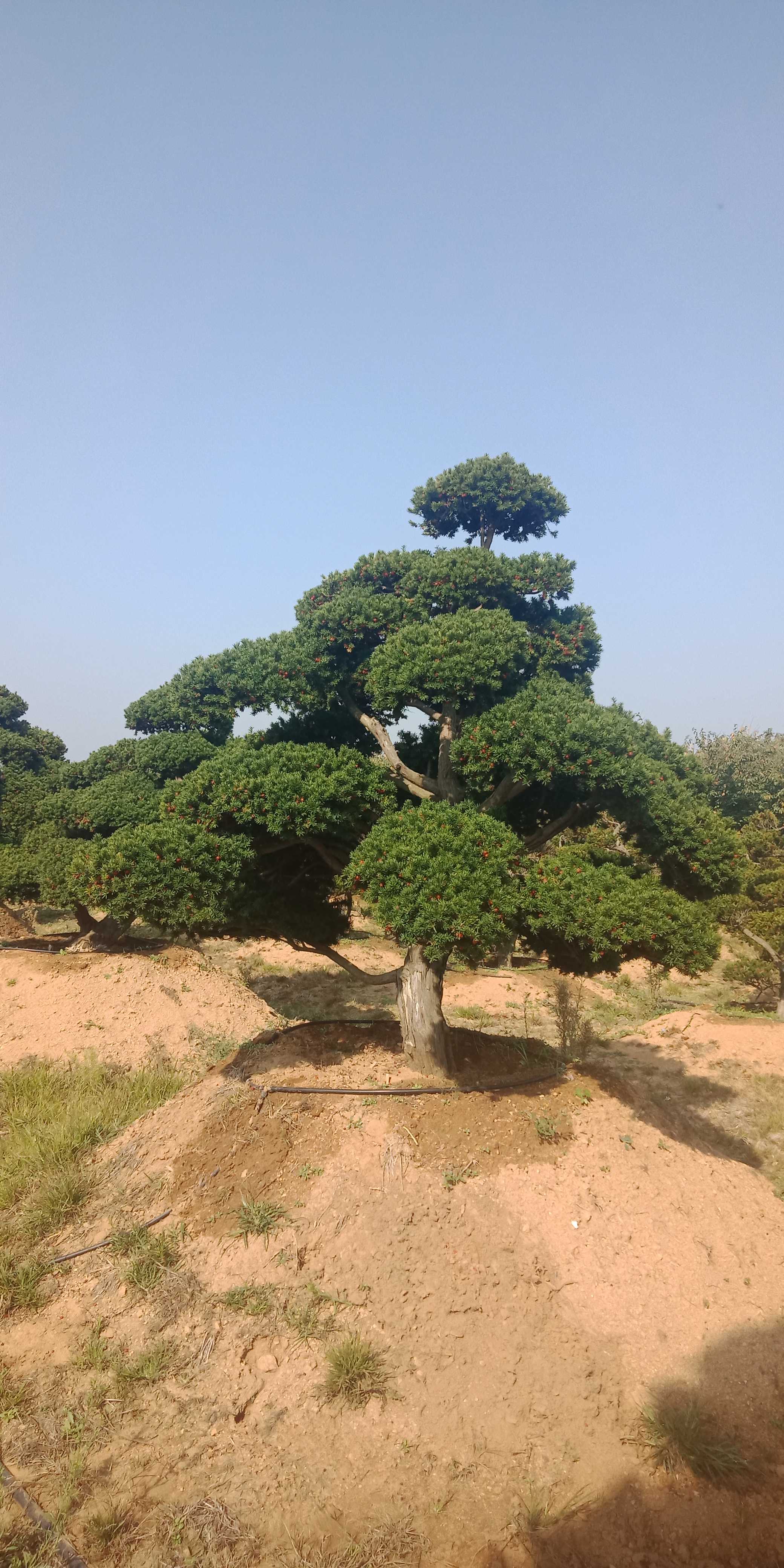 晟欣绿化苗木农场