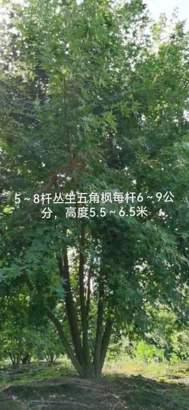 五角枫图片