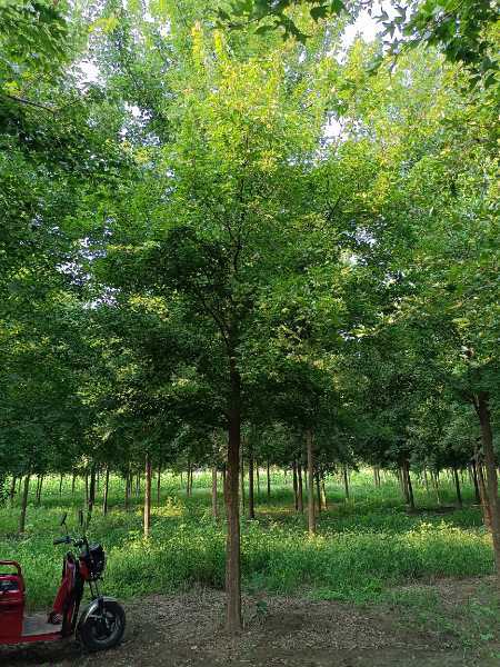 鄢陵县树杰苗木种植场图片