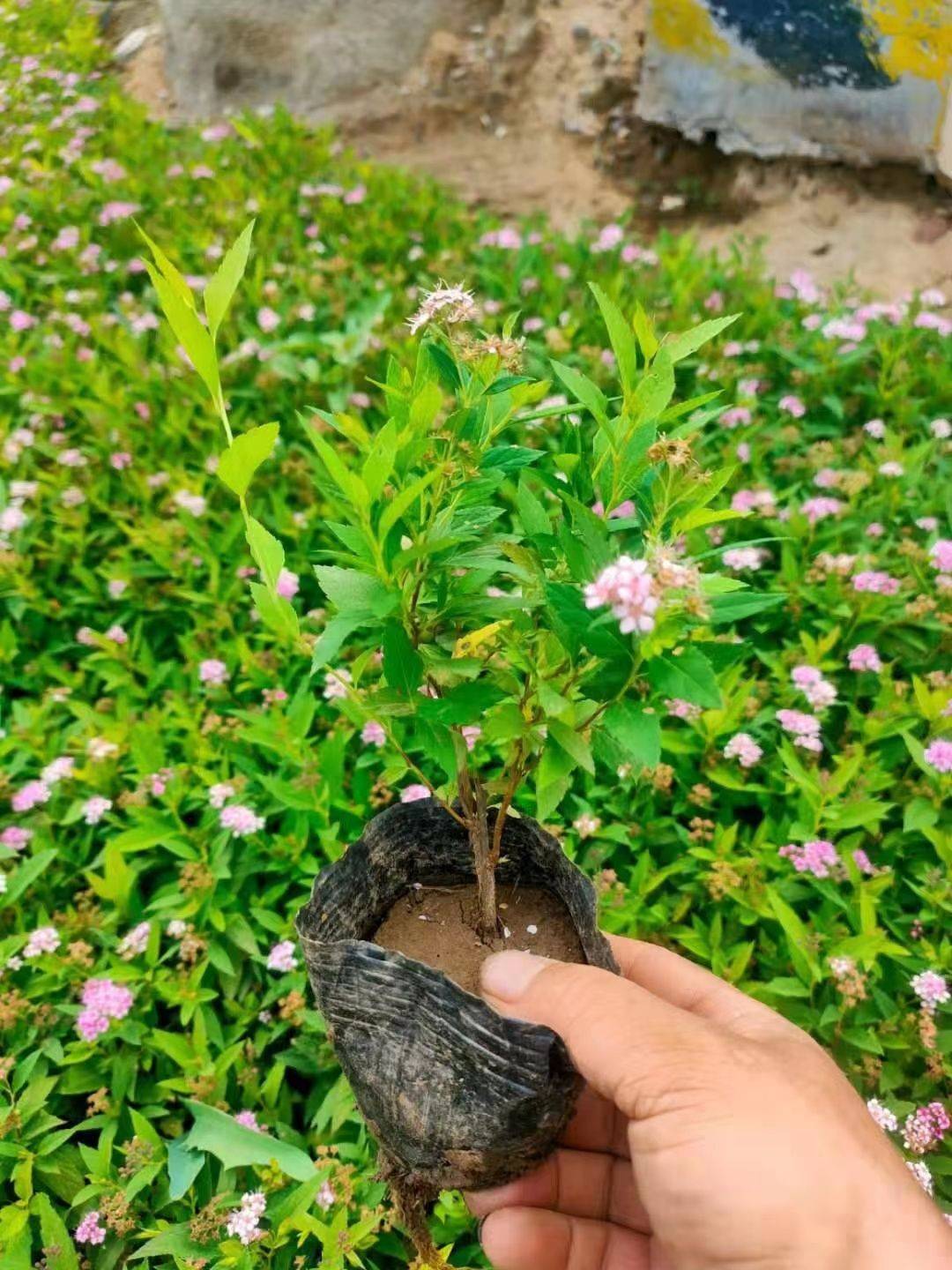 麻叶绣线菊图片