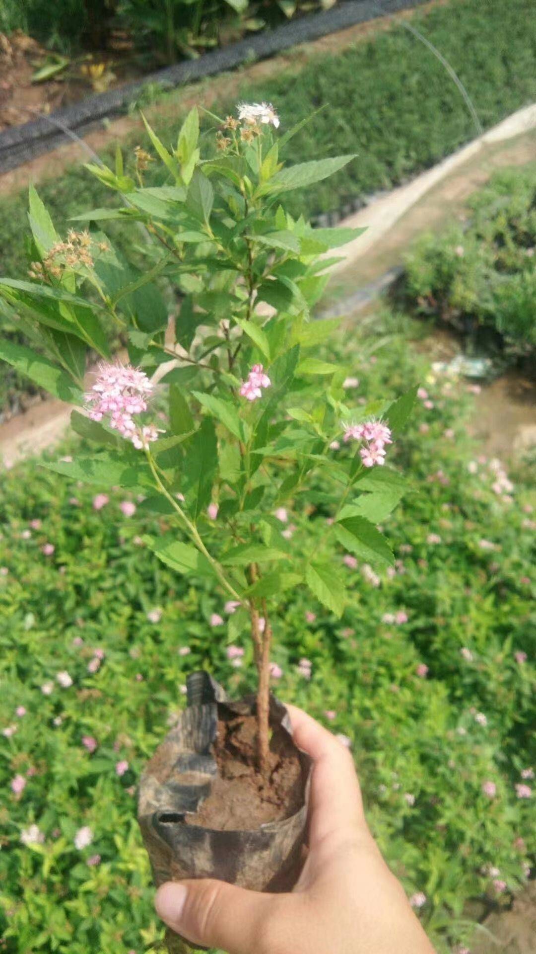 麻叶绣线菊图片