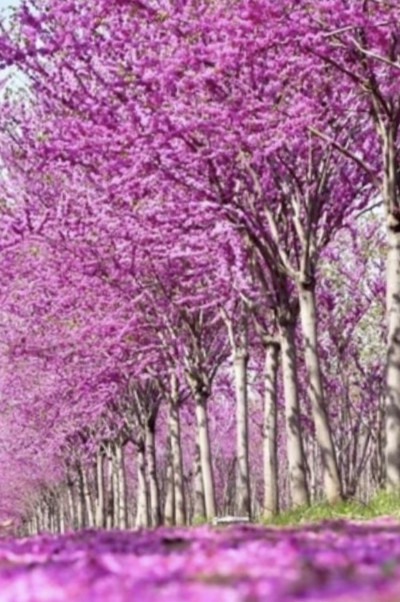 巨紫荆图片