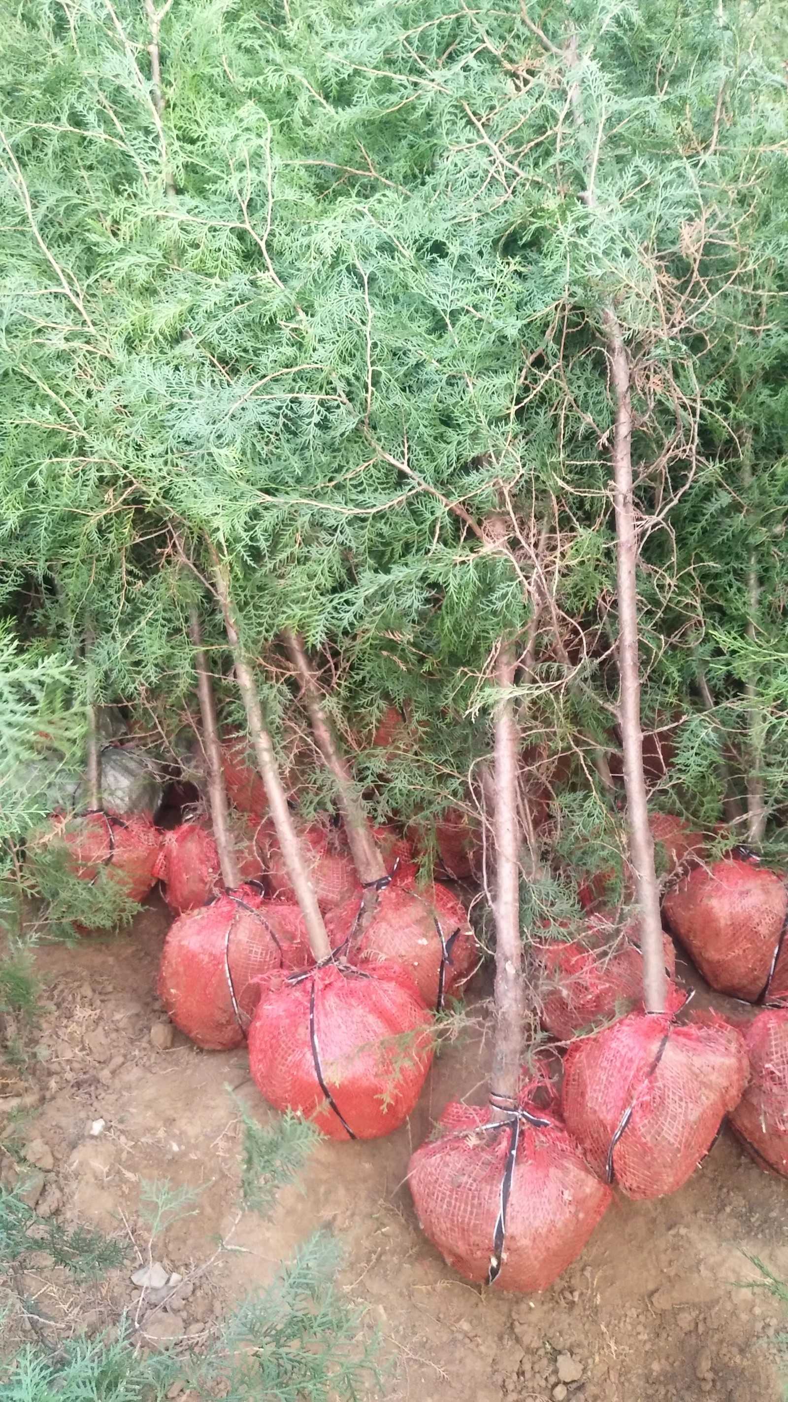侧柏图片