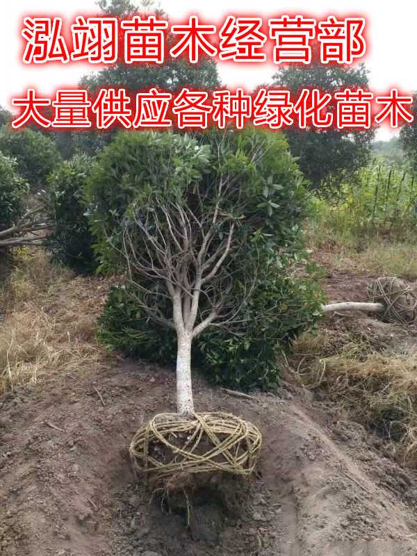 桂花图片