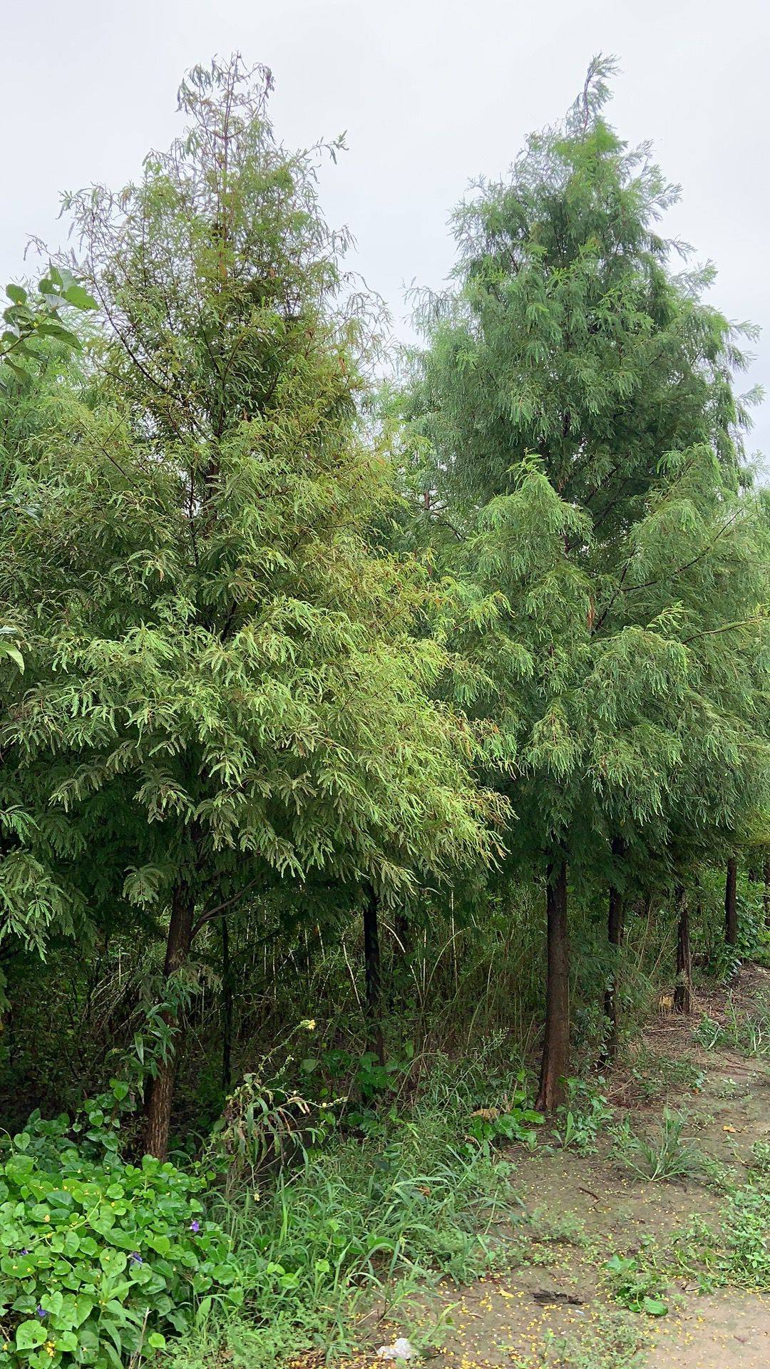 兴化市袁俊炎苗木种植家庭农场