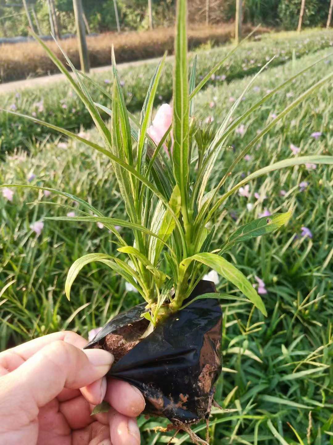 翠芦莉图片