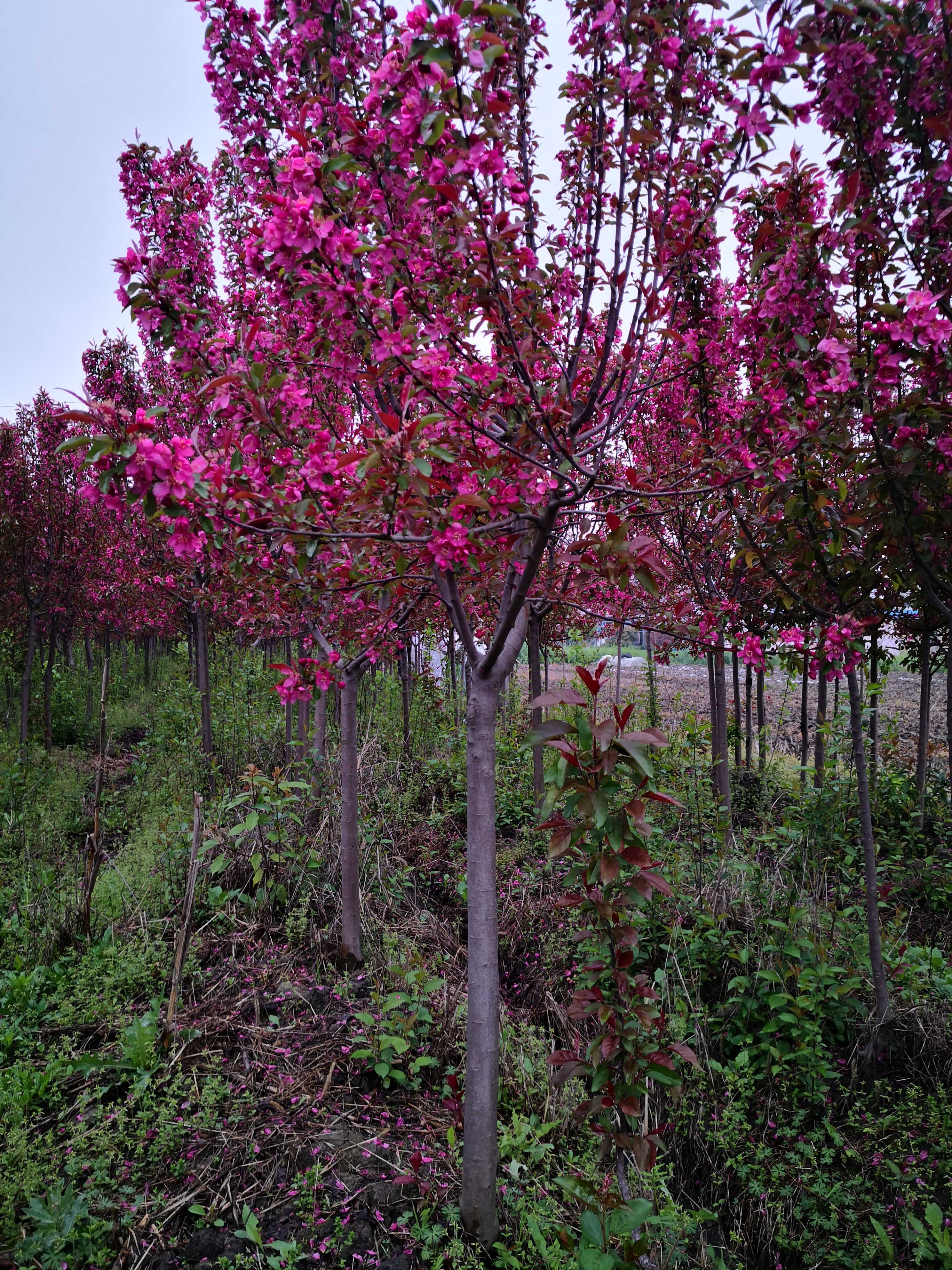 彩色苗圃图片