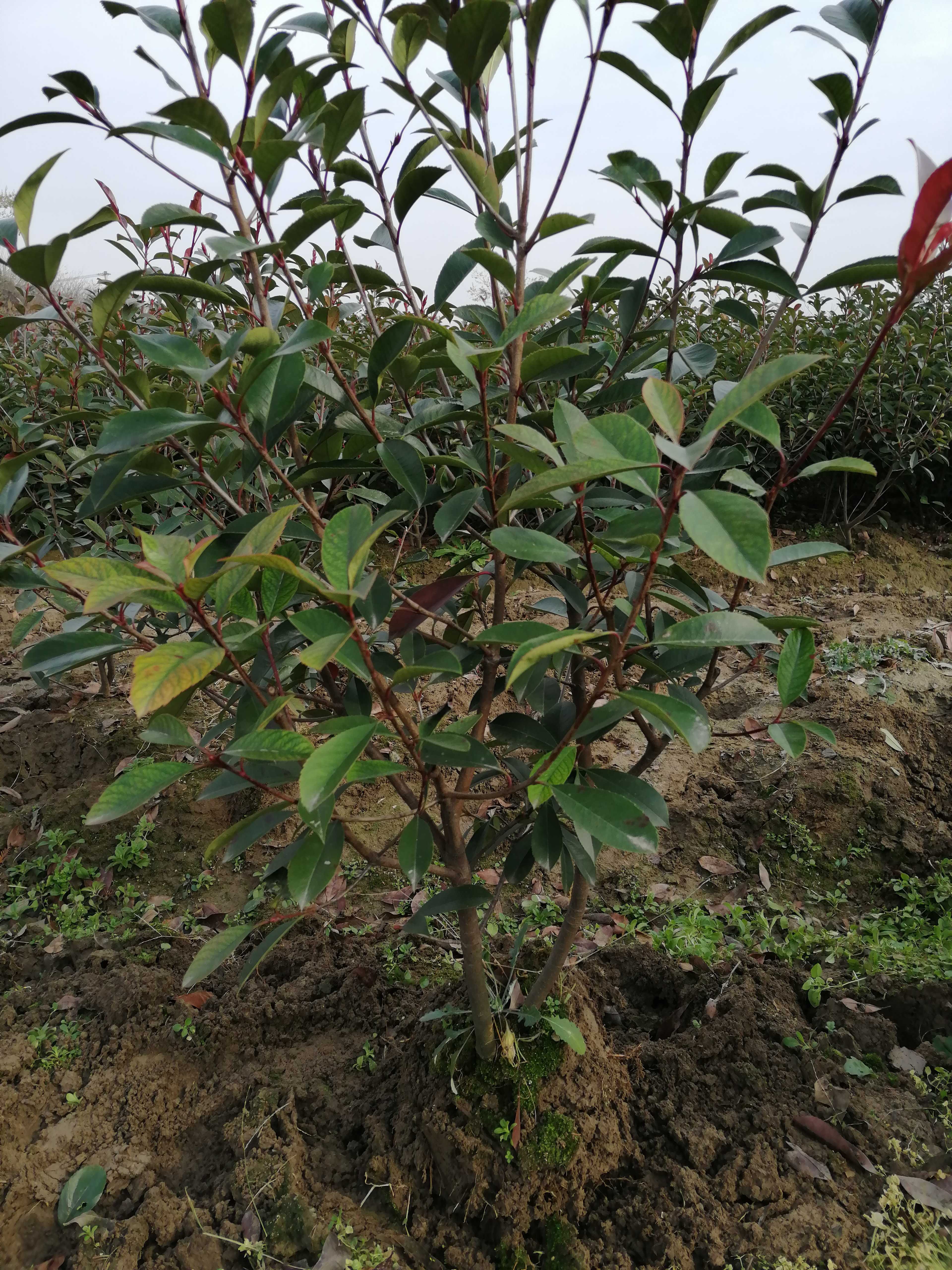 田庆苗圃图片