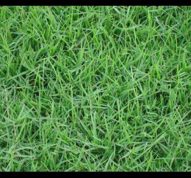 百慕大+黑麦草草坪图片