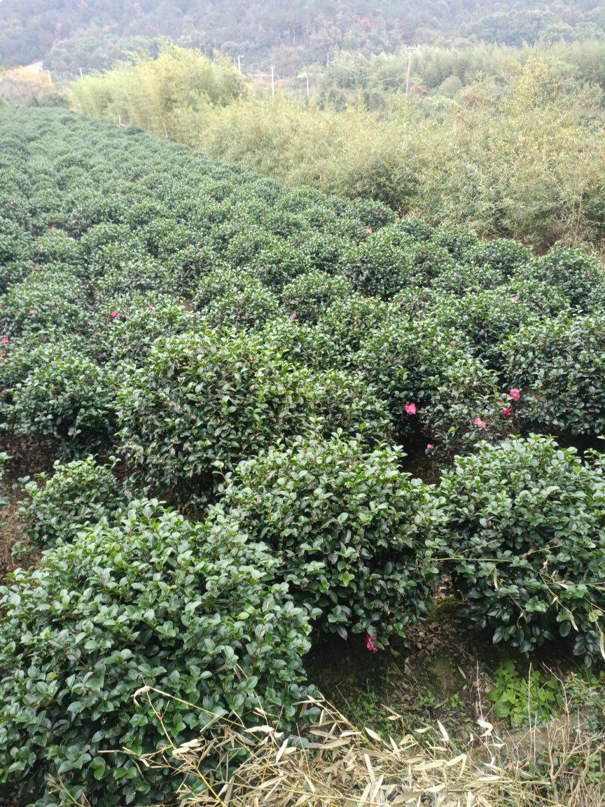 茶梅图片