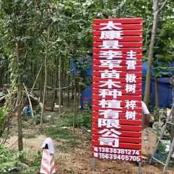 专供楸树梓树