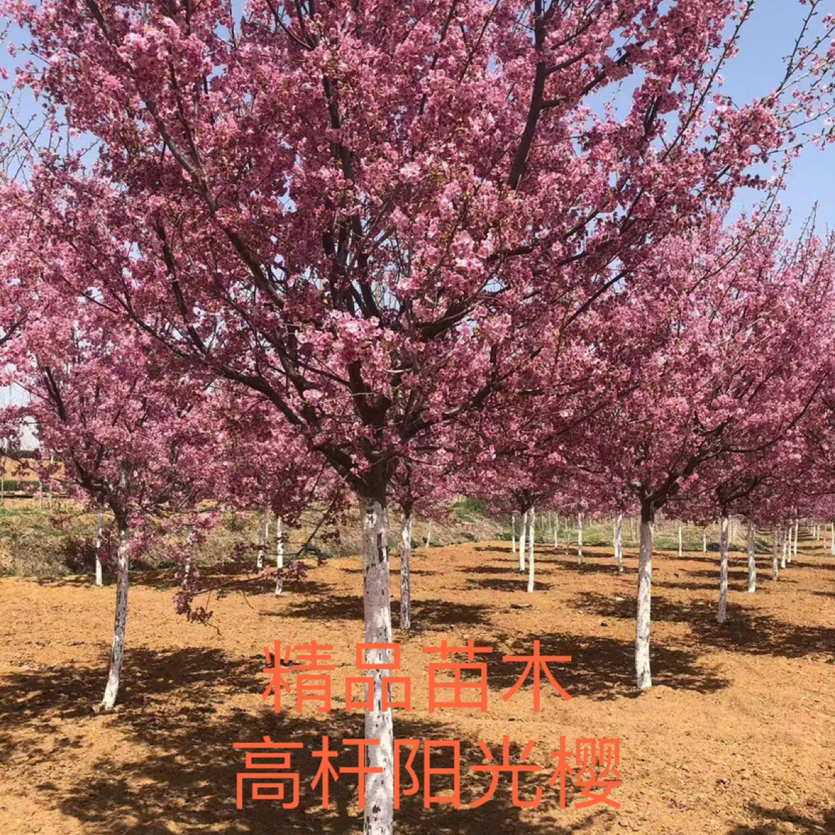 樱花（阳光樱）图片