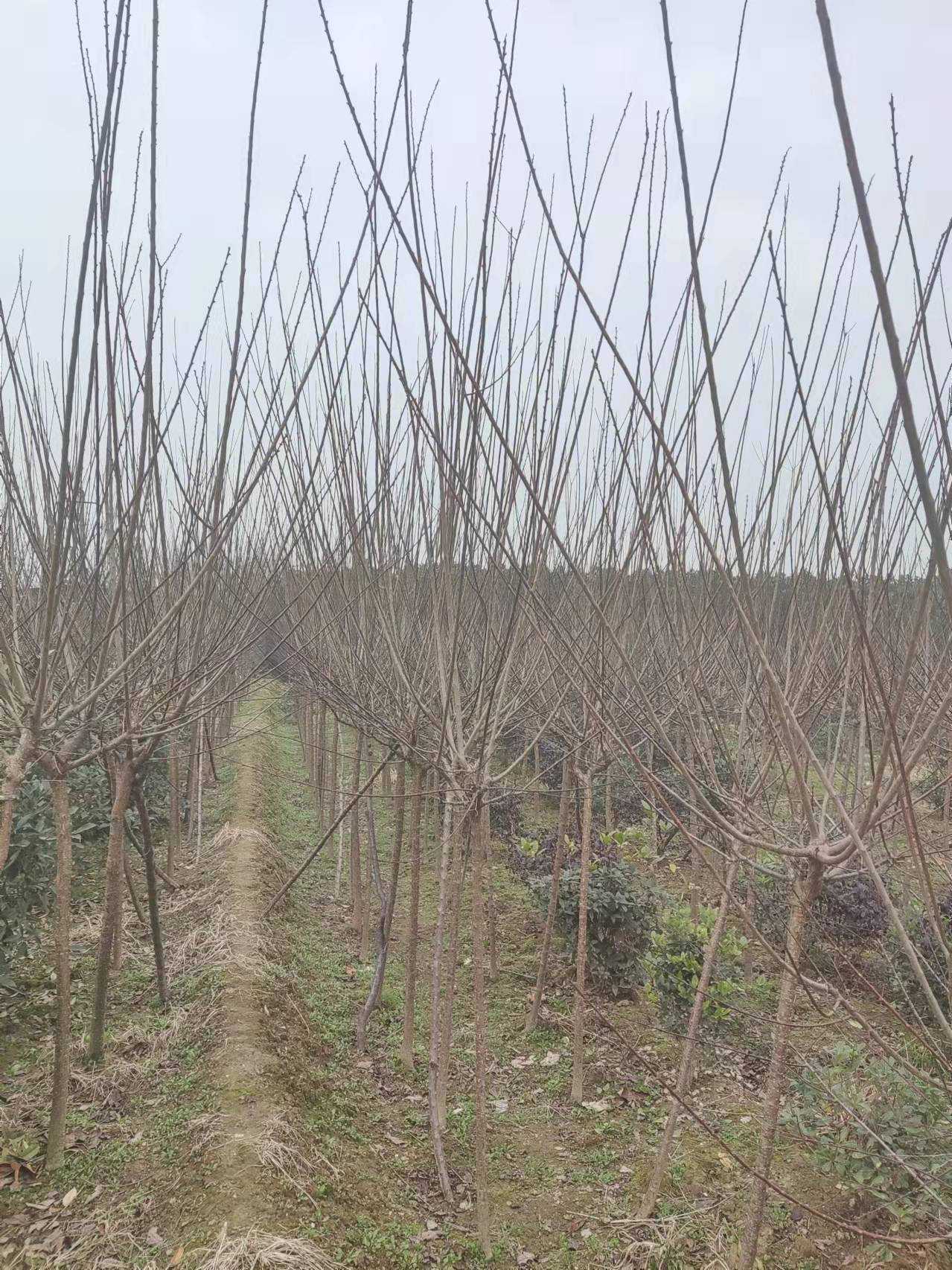 梅花图片