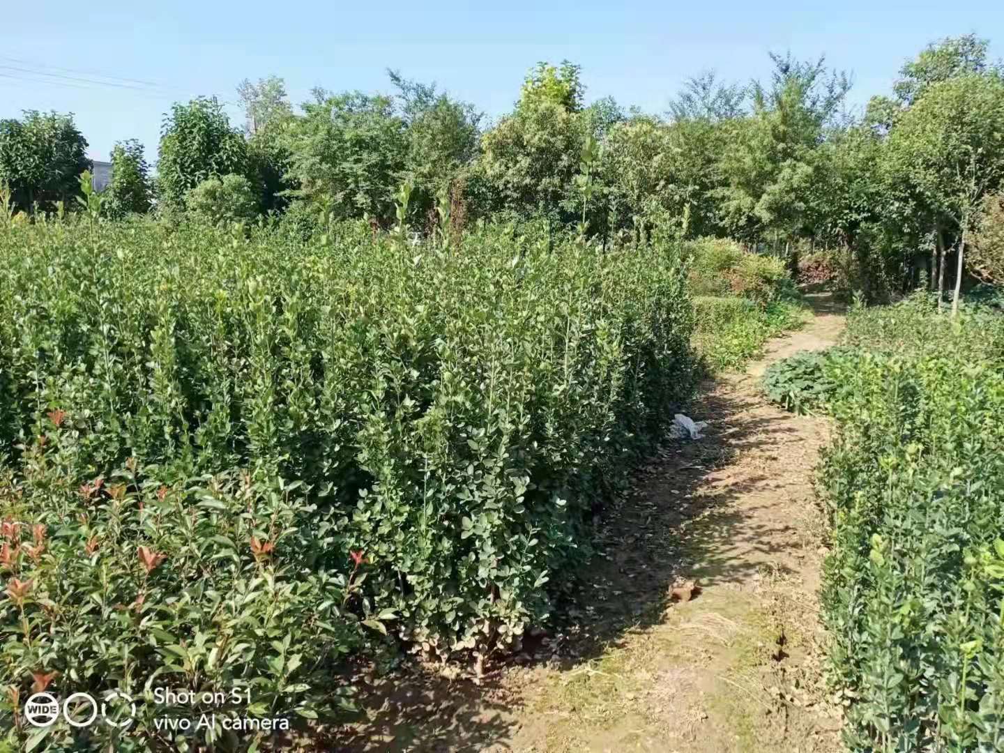 北海道黄杨图片