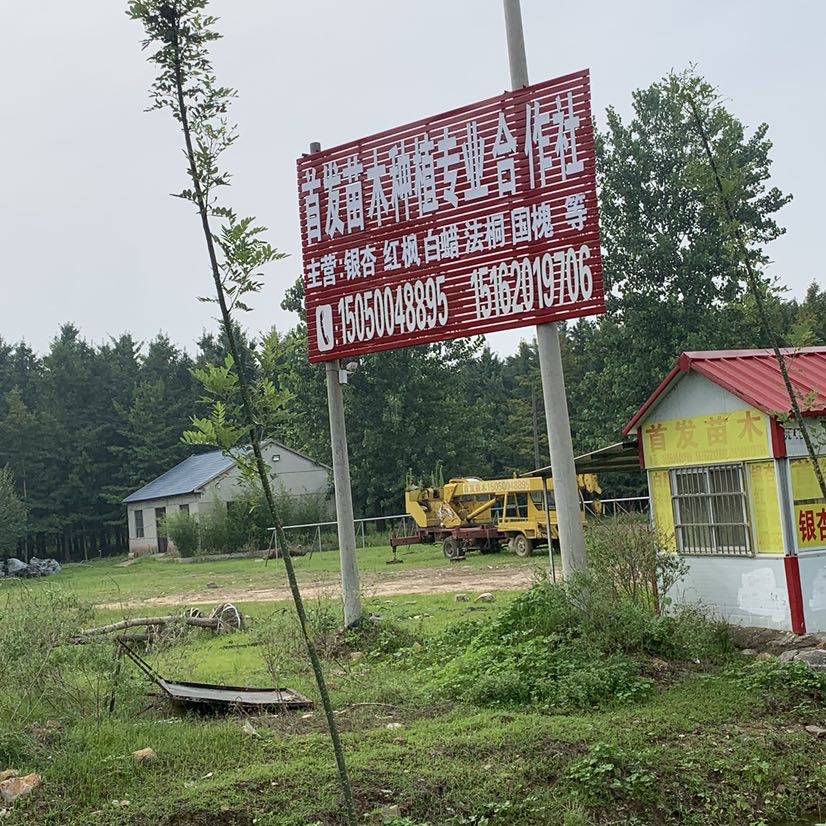 首发苗木种植图片