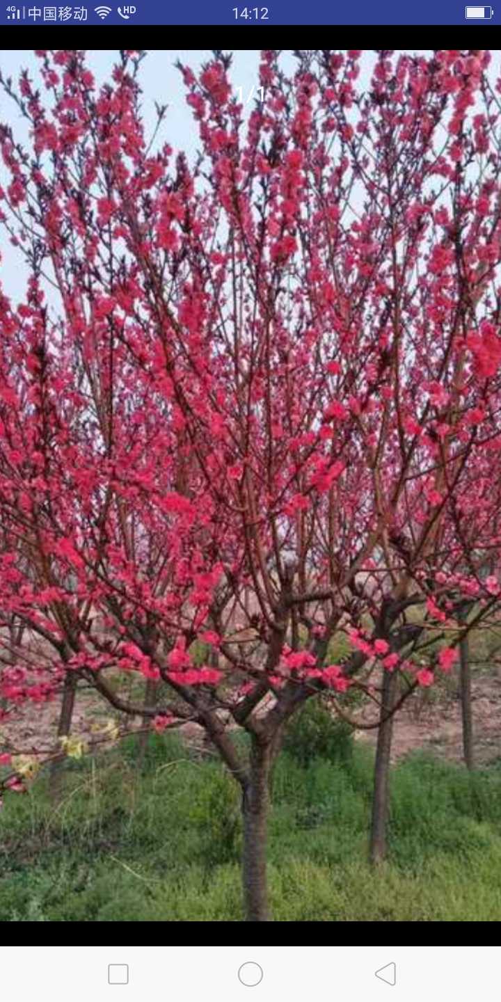 樱花图片