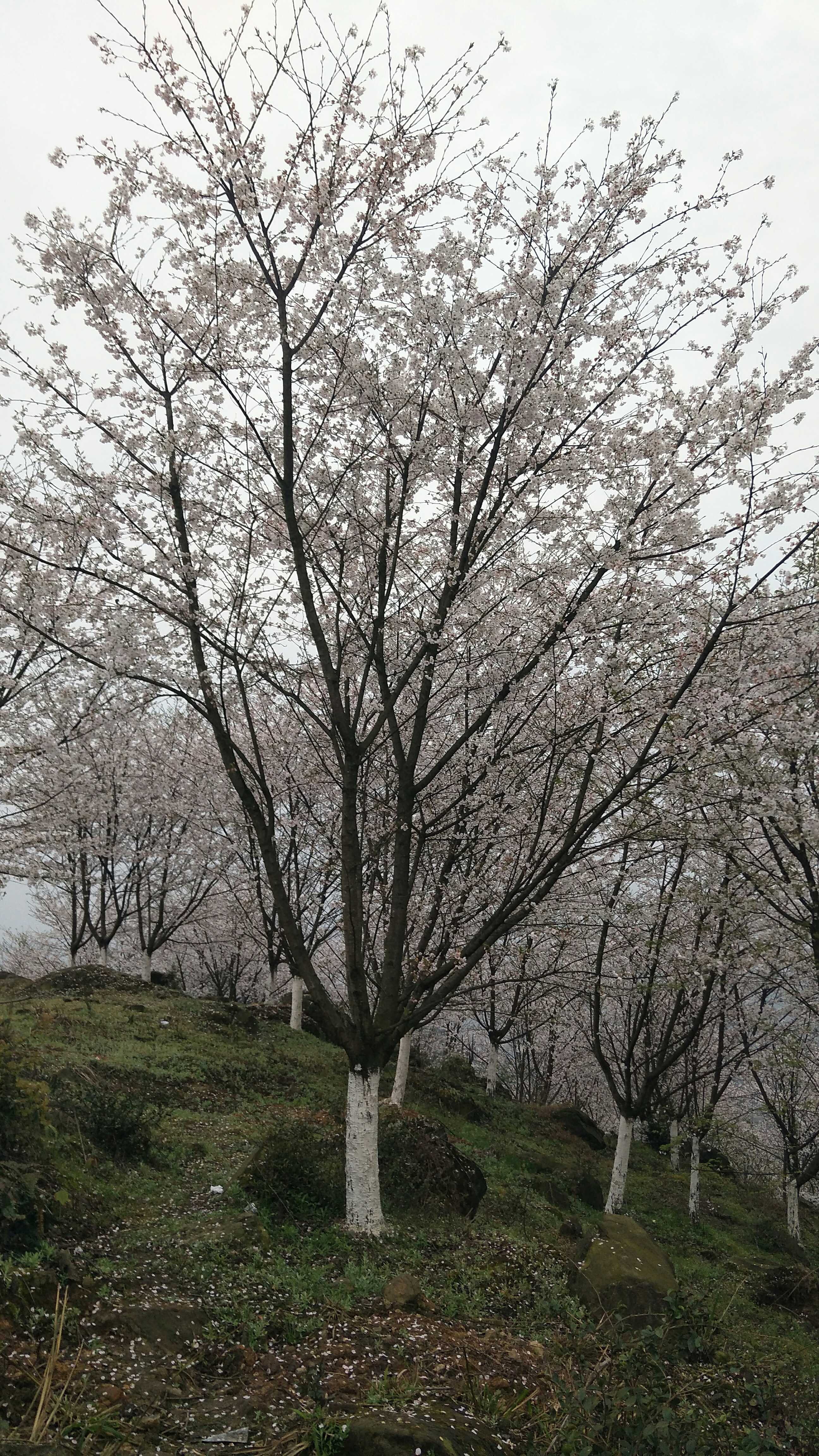 樱花图片