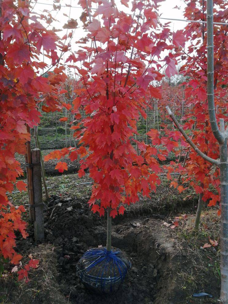 美国红枫（十月光辉）图片