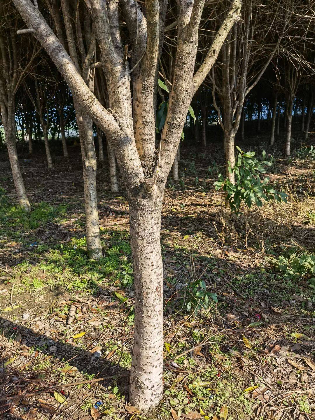 桂花图片