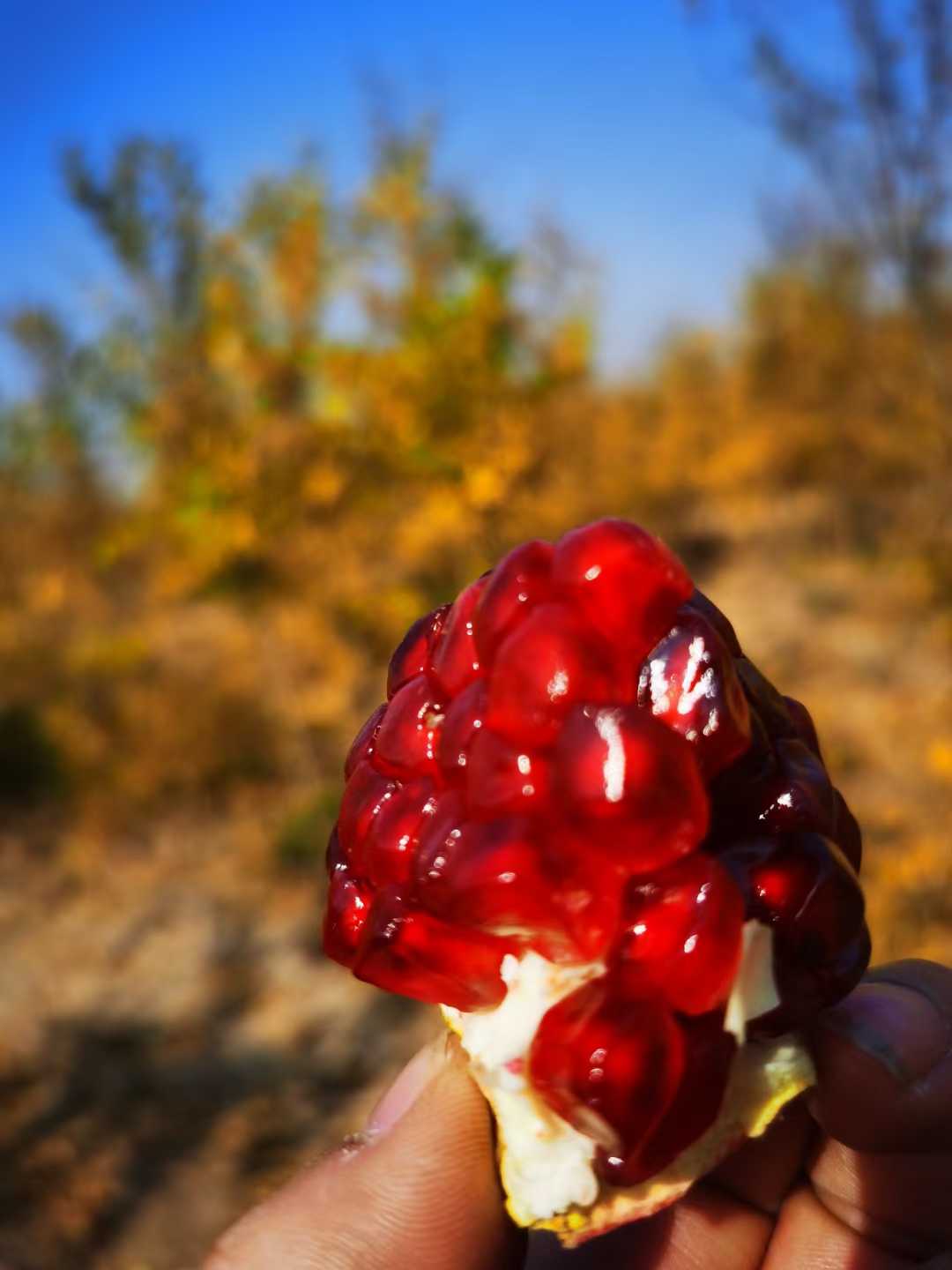 荥阳市红心软籽石榴树苗图片