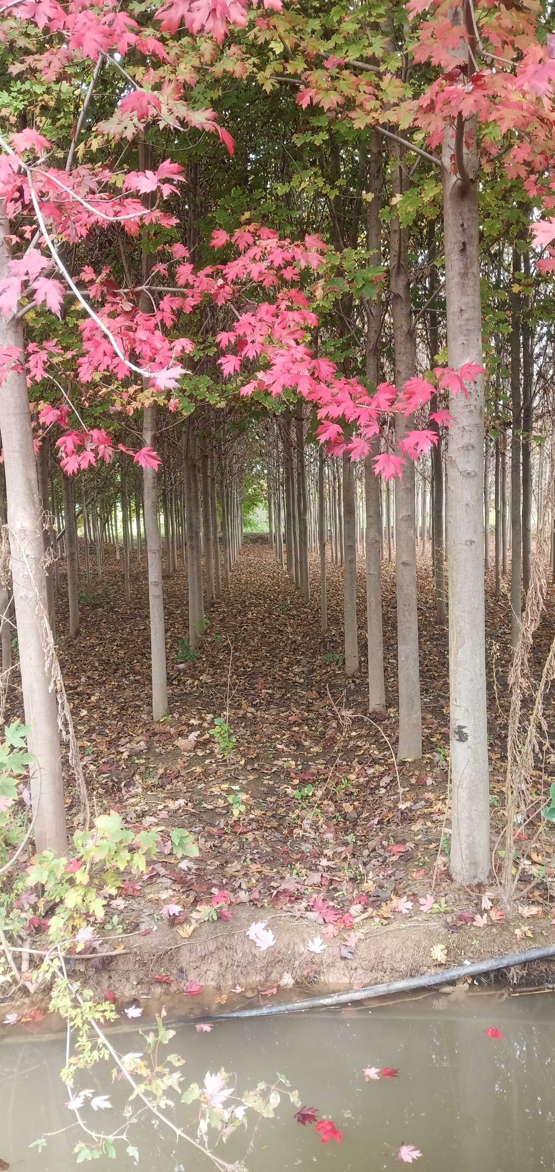 美国红枫（秋火焰）图片