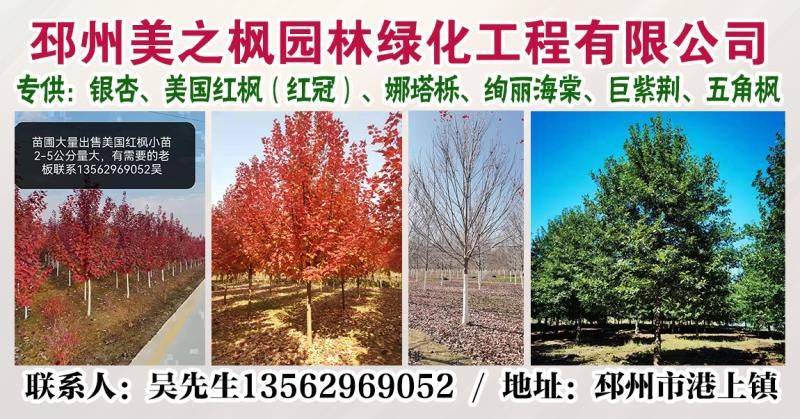 邳州美之枫园林绿化工程有限公司