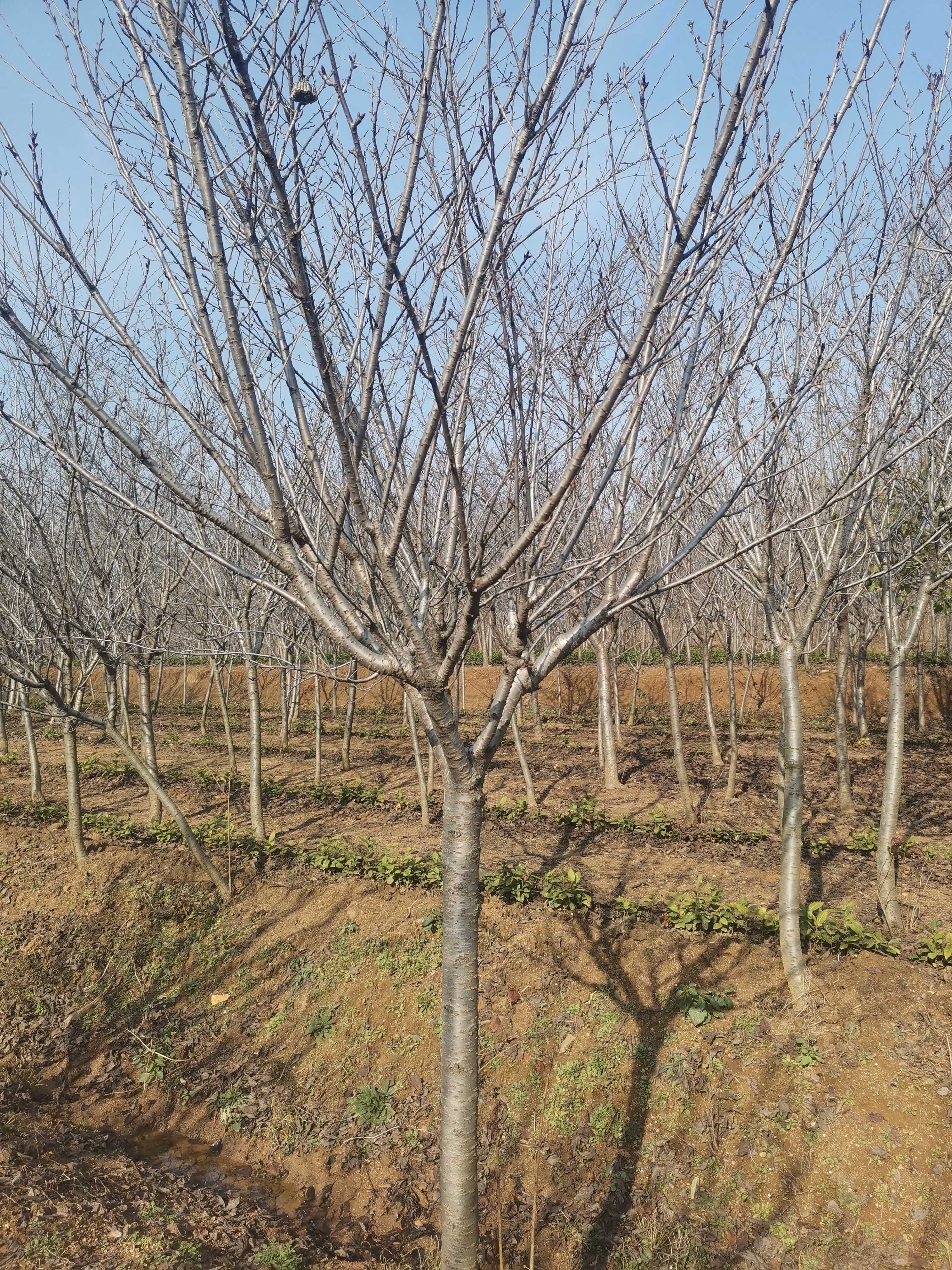 樱花图片