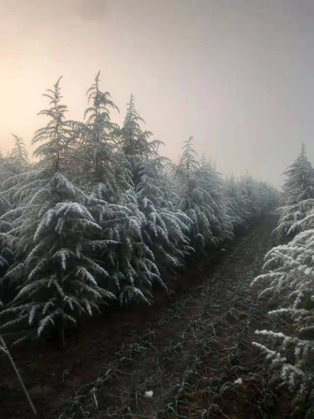 雪松图片