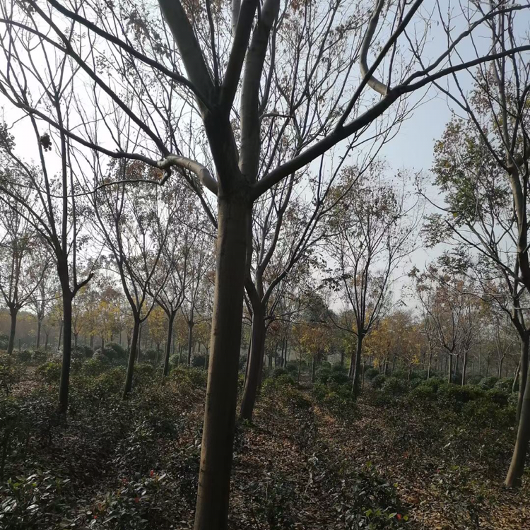 黄山栾树图片