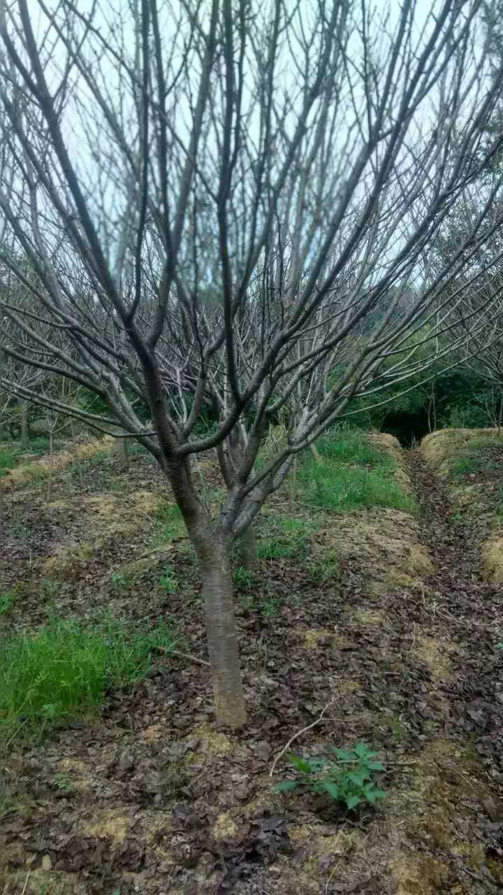 鸡爪槭图片