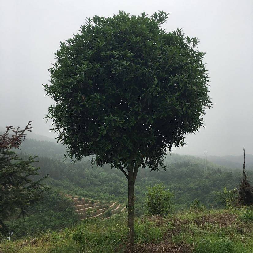 郴州市碧景天苗木专业种植基地