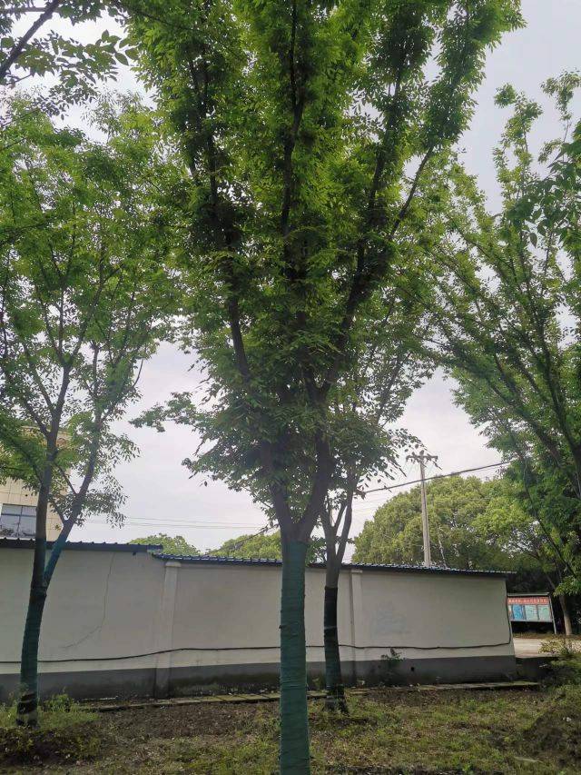 榉树图片