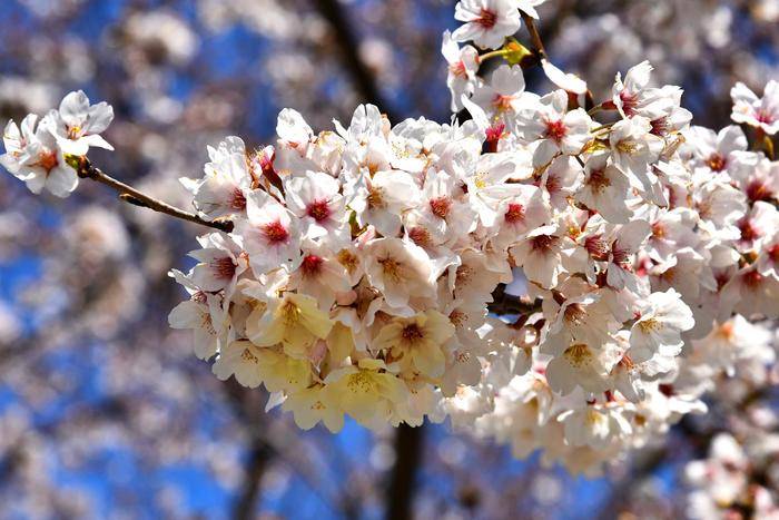 日本樱花（染井吉野樱）图片