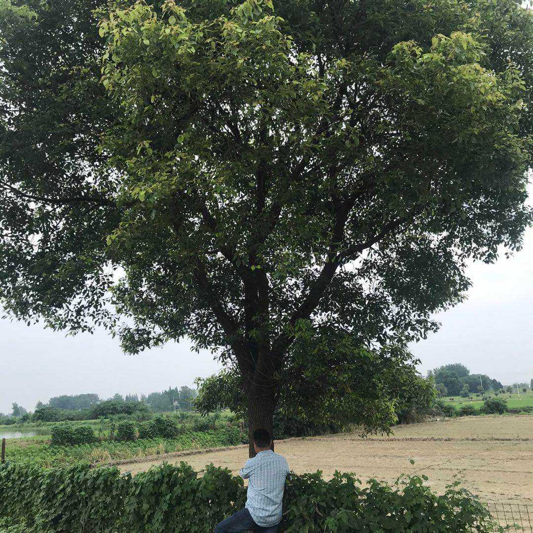 香樟_胸径35cm-40cm_价格9000元_夏溪花木网_夏溪花木市场官网