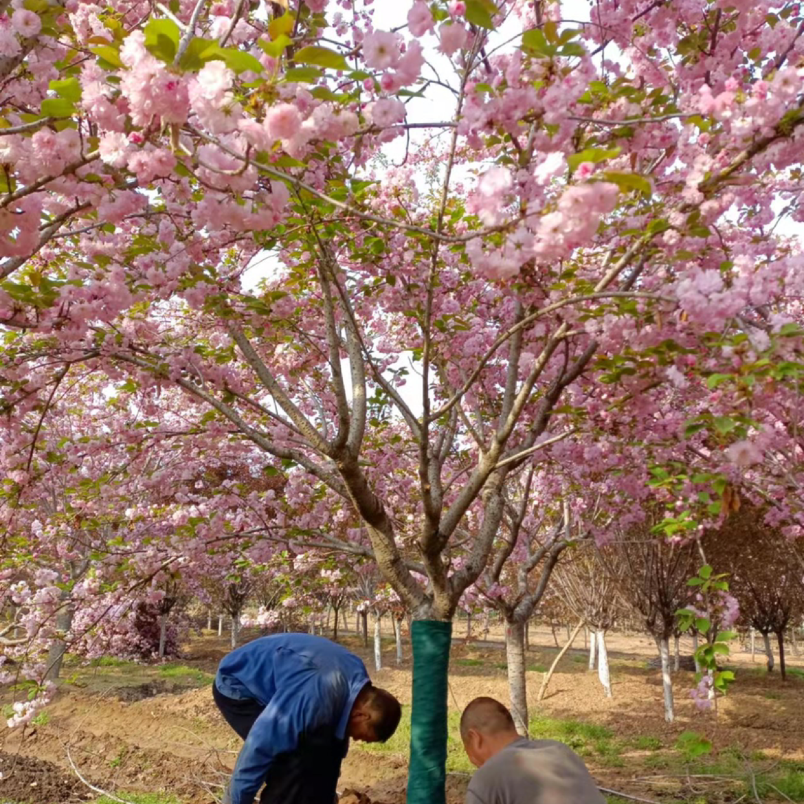 樱花图片