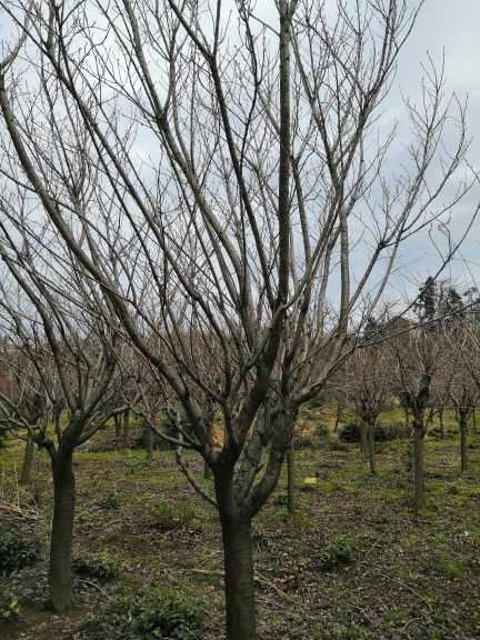 大江苗圃图片