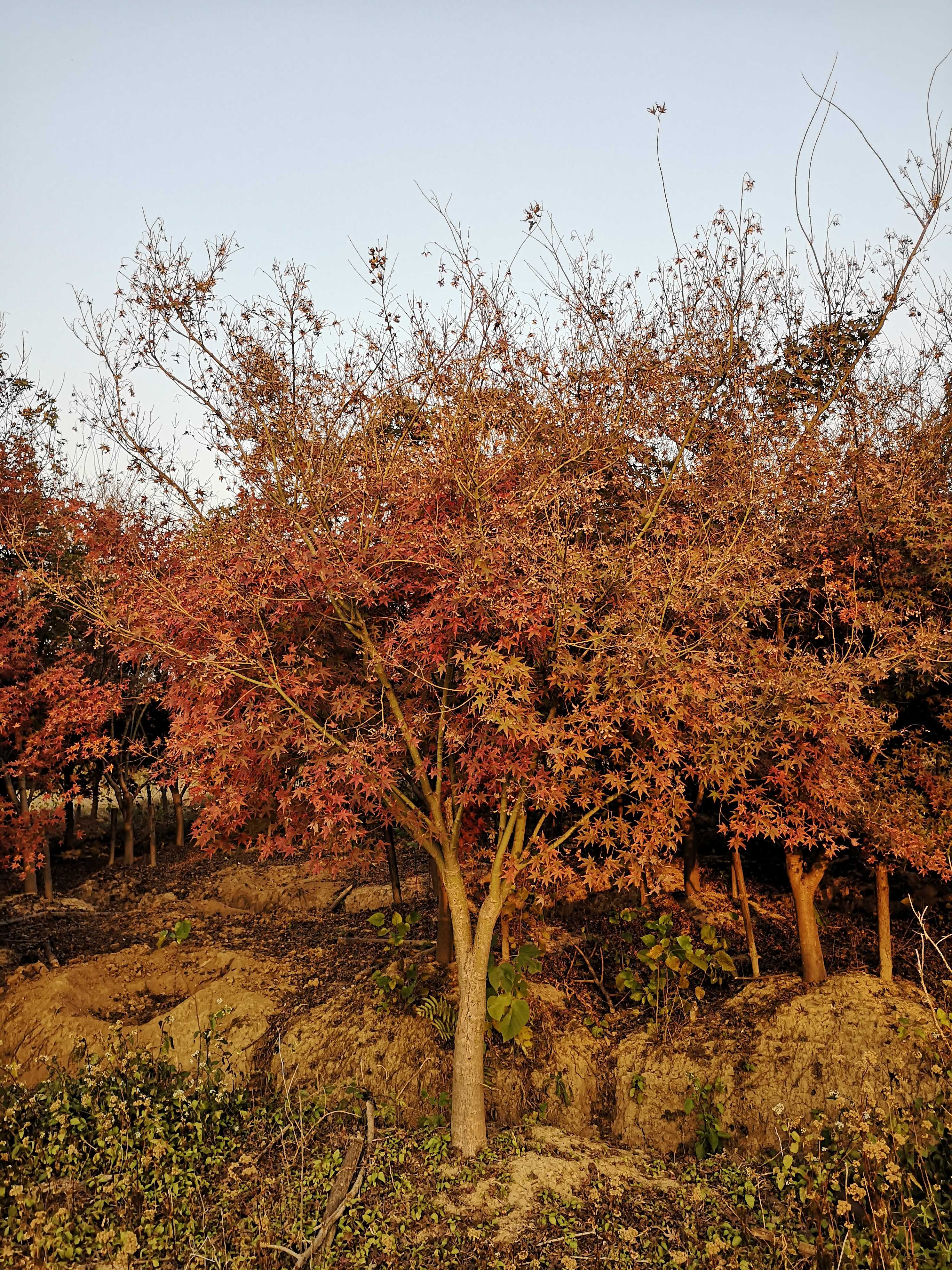 景鑫苗圃图片