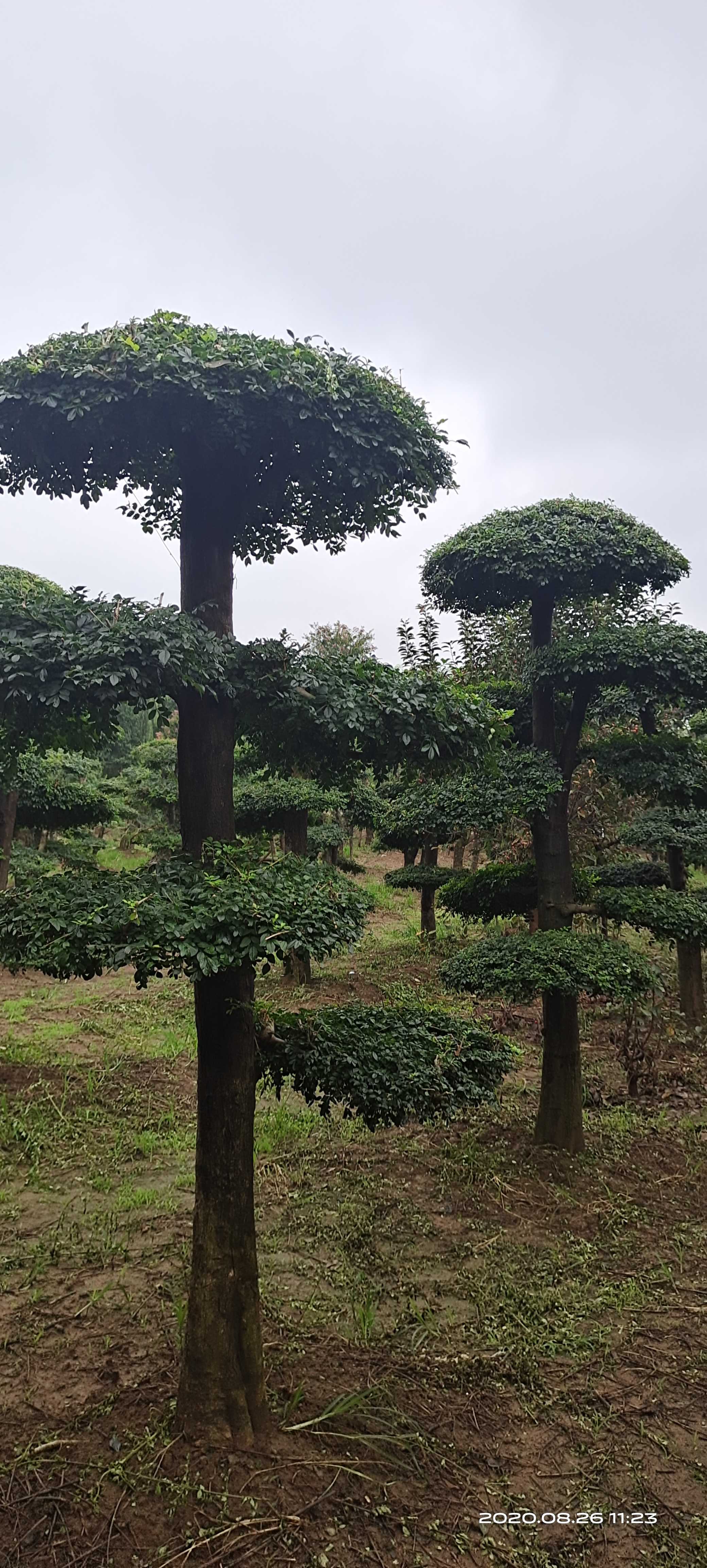 黄山栾树图片