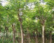 林之森苗木种植中心图片