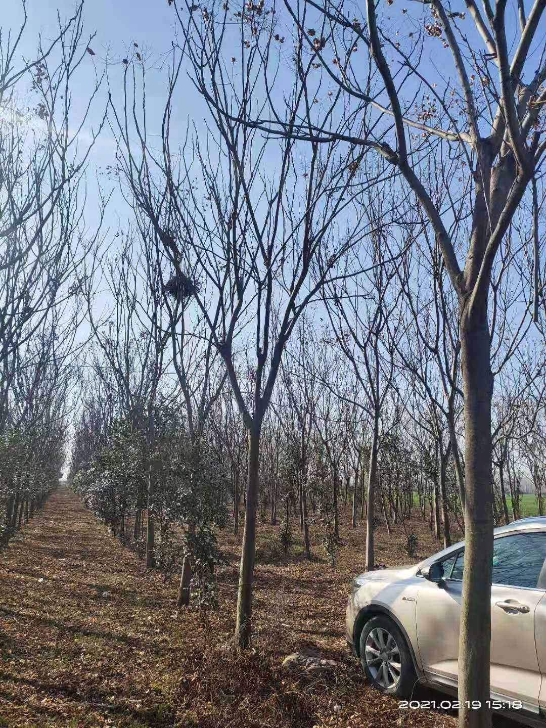 黄山栾树图片