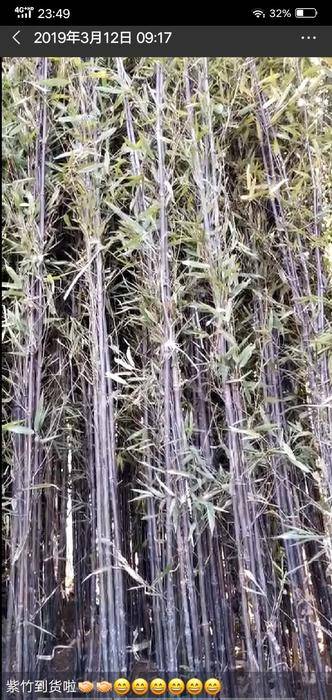 紫竹图片