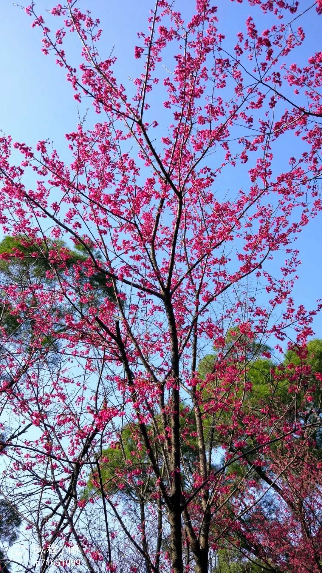 福建山樱花图片