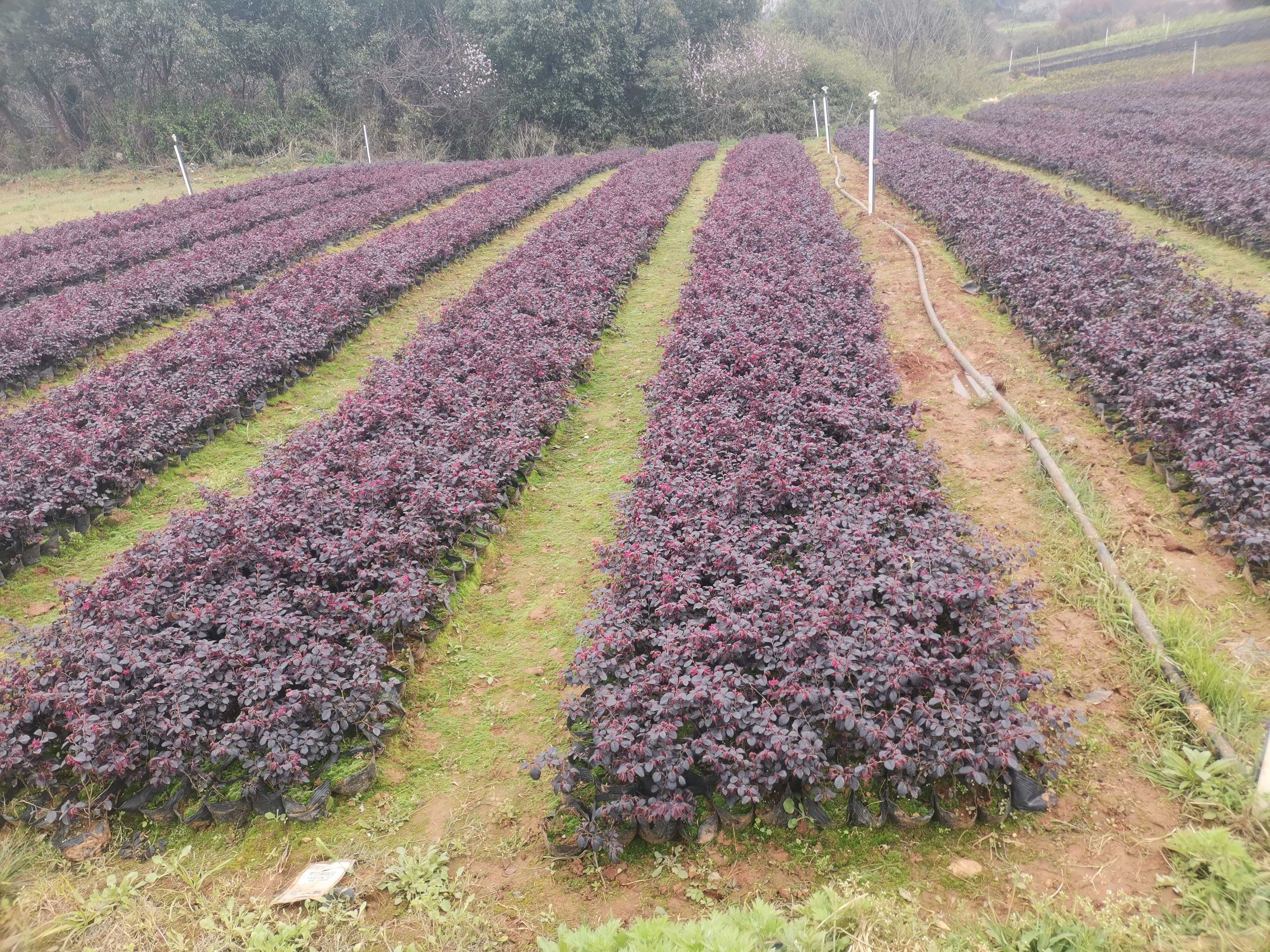 红花檵木图片